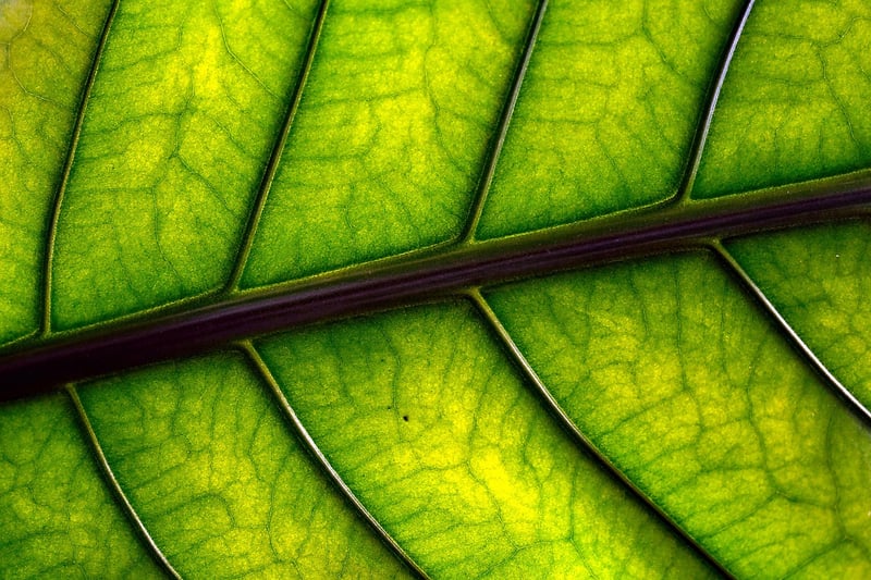 Green leaf